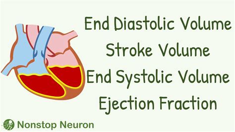 stroke volume vs end diastolic